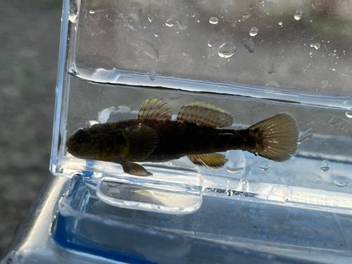 ヌマチチブの釣果