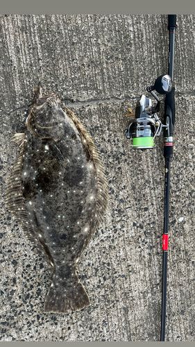 ヒラメの釣果