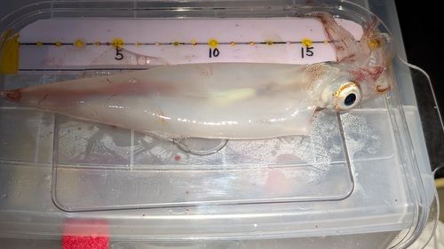 ヤリイカの釣果