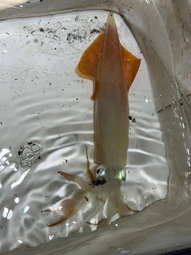 ヤリイカの釣果