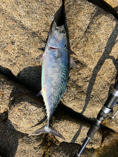 スマガツオの釣果