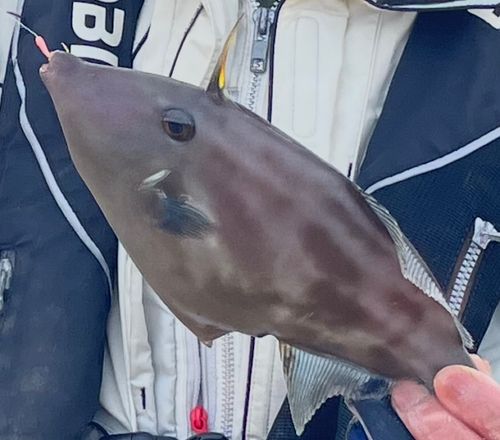 ウマヅラハギの釣果