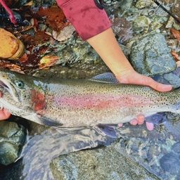 レインボートラウト