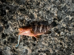 キジハタの釣果