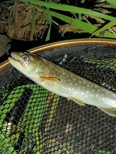 アメマスの釣果