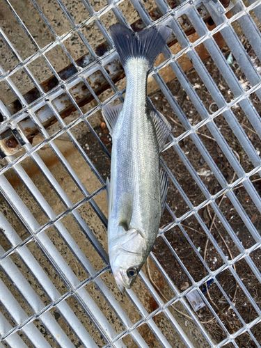 宇島港豊前発電所神社裏