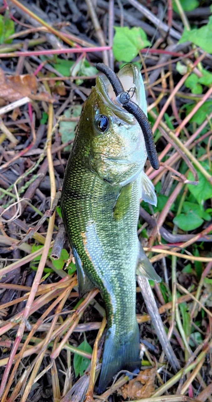 AbuGarcia 18ロキサーニ 7-Lの最安値・インプレ・釣果 | 本音の口コミ