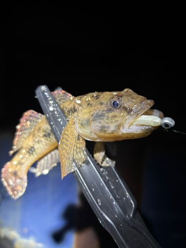 ウロハゼの釣果