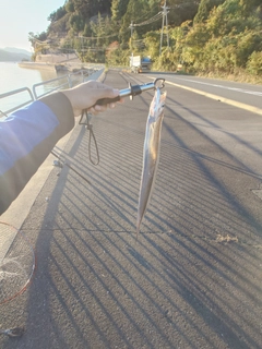 タチウオの釣果