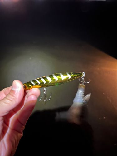 クサフグの釣果