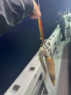 スルメイカの釣果