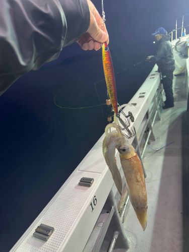 スルメイカの釣果
