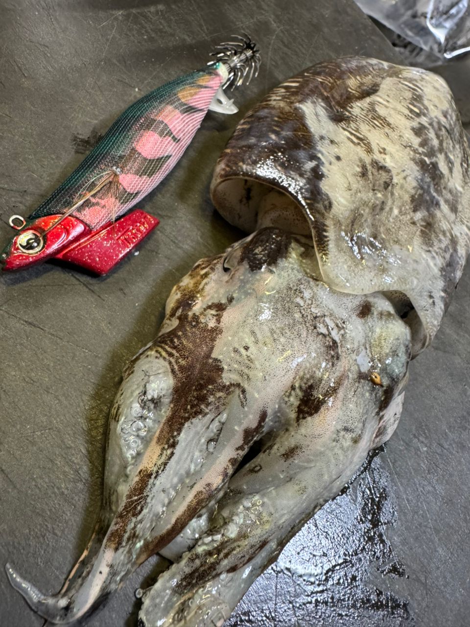 彩鷹さんの釣果 1枚目の画像