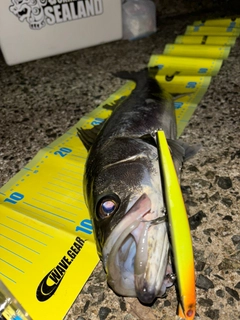 シーバスの釣果