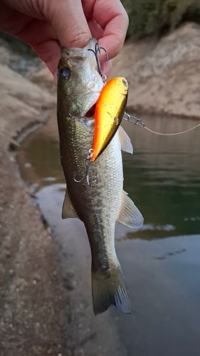 錫杖湖（安濃ダム）