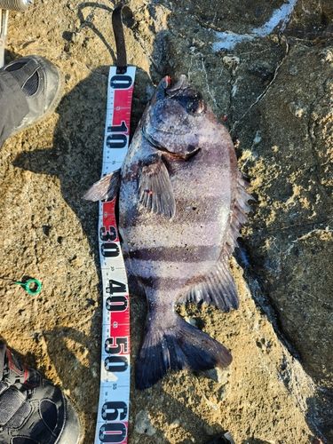 イシダイの釣果