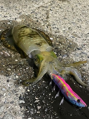アオリイカの釣果