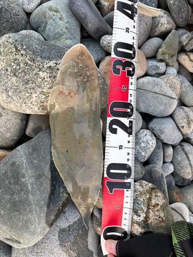 シタビラメの釣果