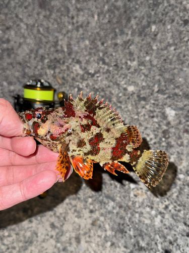 ヨロイメバルの釣果