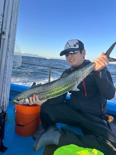 サワラの釣果