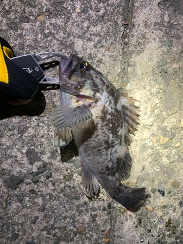クロソイの釣果