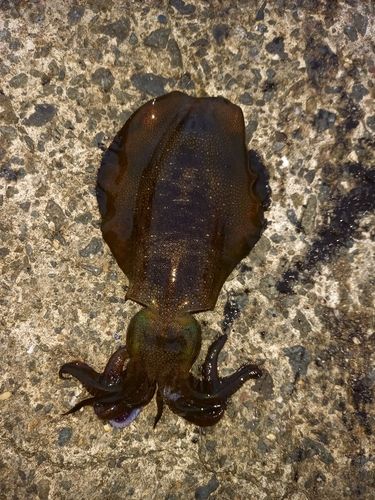アオリイカの釣果