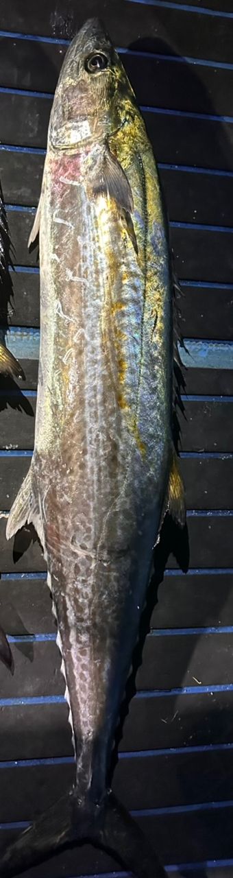 REDstyleさんの釣果 1枚目の画像