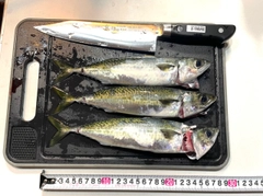 マアジの釣果