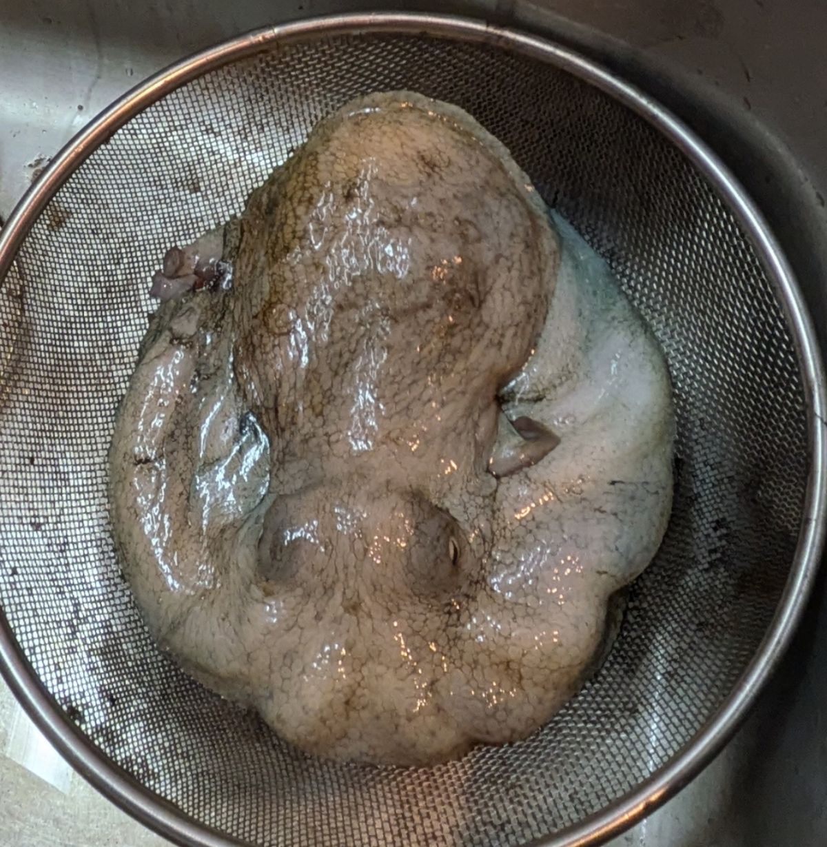 沖縄大好きナースさんの釣果 3枚目の画像