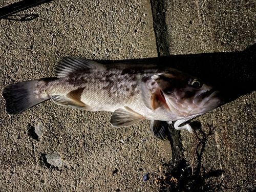 クロソイの釣果