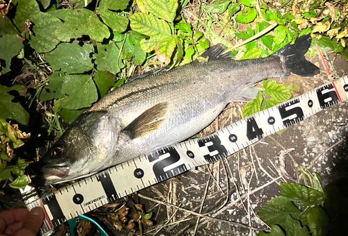 シーバスの釣果