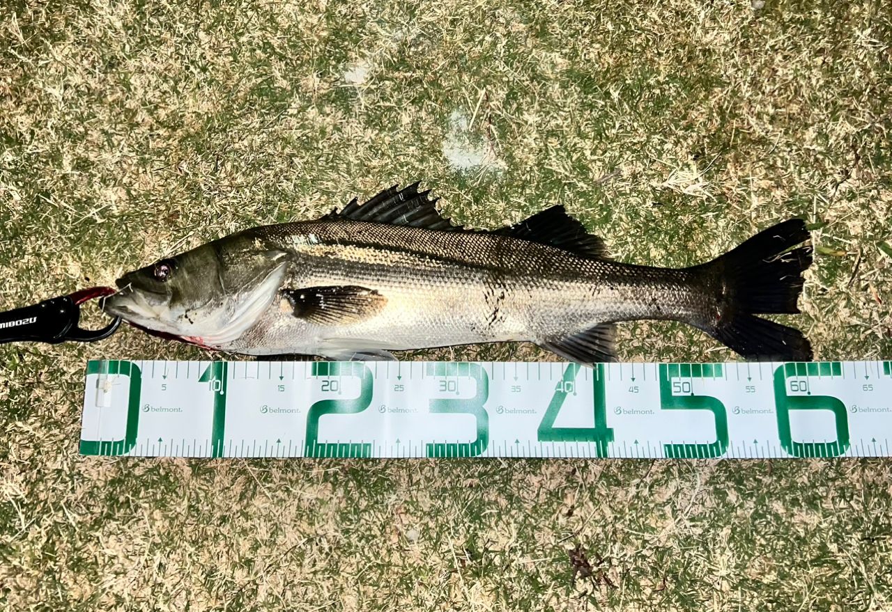 DAIWA 21ラブラックス AGS 93Mの最安値・インプレ・釣果 | 本音の