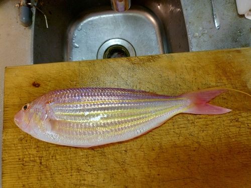 イトヨリダイの釣果