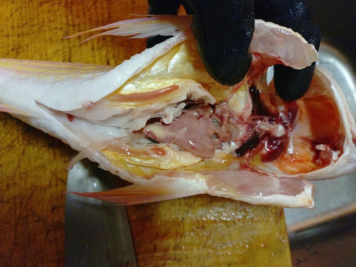 Devilrayさんの釣果 2枚目の画像