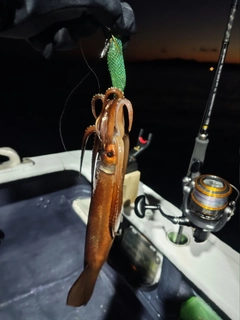 スルメイカの釣果