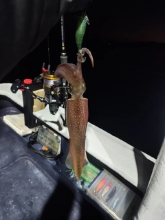 ヤリイカの釣果