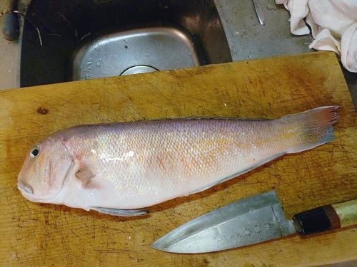 シロアマダイの釣果