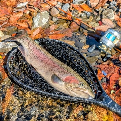 スチールヘッドの釣果