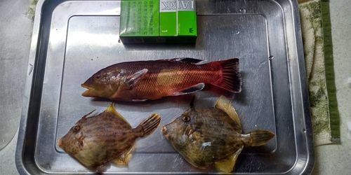 コブダイの釣果