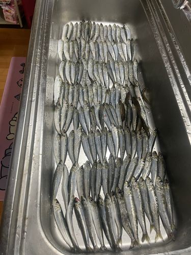 イワシの釣果