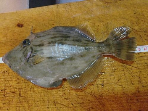 カワハギの釣果