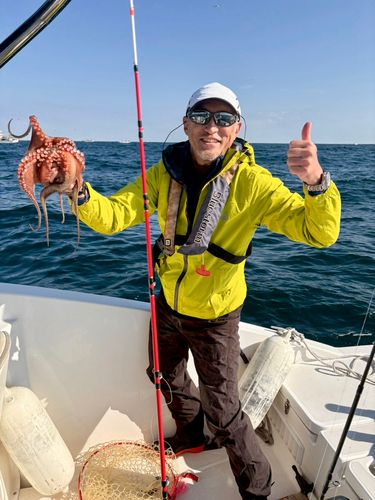 マダコの釣果