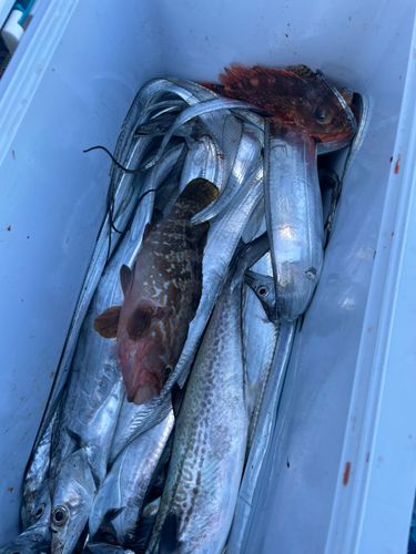 タチウオの釣果