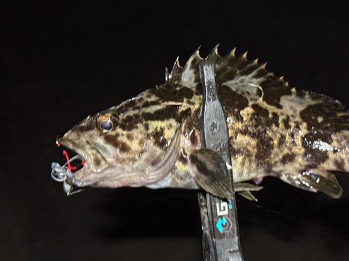 タケノコメバルの釣果