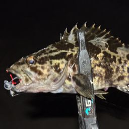 タケノコメバル