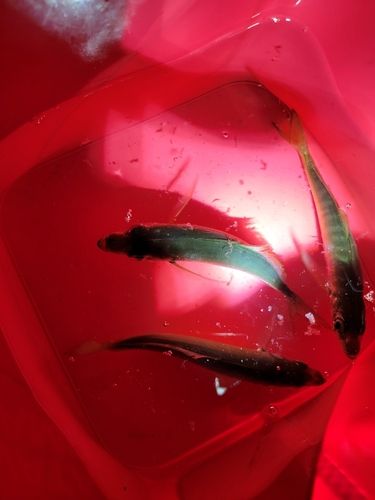 東京湾（アクアライン以北）