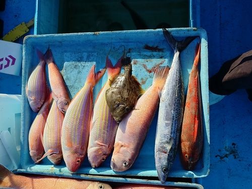ホウボウの釣果