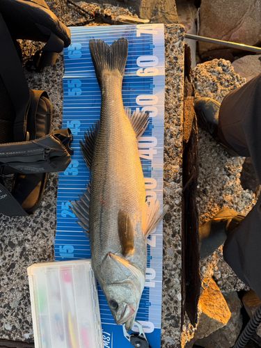 シーバスの釣果