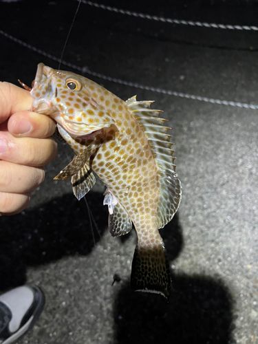 オオモンハタの釣果