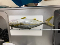 ヒラマサの釣果